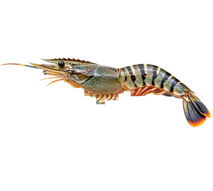 Tiger shrimp from Sri Mahalakshmi Hatcheries