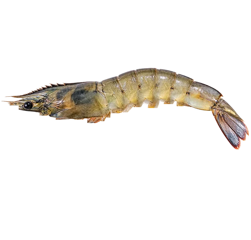 Vannamei shrimp from Sri Mahalakshmi Hatcheries